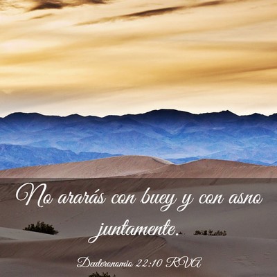 Picture 03 - Deuteronomio 22:10 RVA - No ararás con buey y con asno - Bible Verse Picture