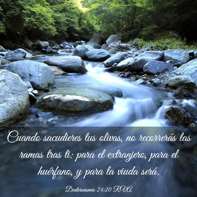 Picture 03 - Deuteronomio 24:20 RVA - Cuando sacudieres tus olivas, no recorrerás las - Bible Verse Picture