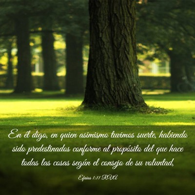 Picture 03 - Efesios 1:11 RVA - En él digo, en quien asimismo tuvimos suerte, - Bible Verse Picture
