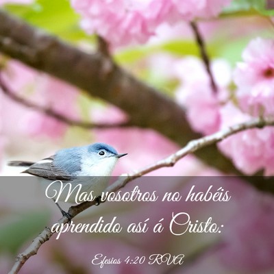 Picture 03 - Efesios 4:20 RVA - Mas vosotros no habéis aprendido así á - Bible Verse Picture