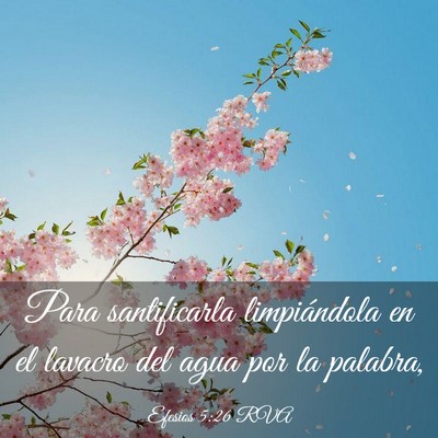 Picture 03 - Efesios 5:26 RVA - Para santificarla limpiándola en el lavacro del - Bible Verse Picture
