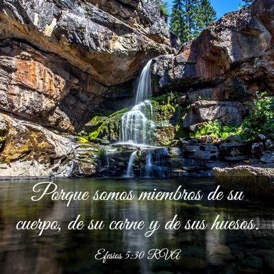 Picture 03 - Efesios 5:30 RVA - Porque somos miembros de su cuerpo, de su carne y - Bible Verse Picture