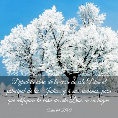 Picture 03 - Esdras 6:7 RVA - Dejad la obra de la casa de este Dios al - Bible Verse Picture