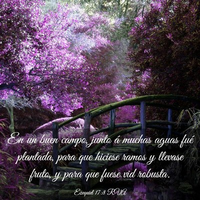Picture 03 - Ezequiel 17:8 RVA - En un buen campo, junto á muchas aguas fué - Bible Verse Picture