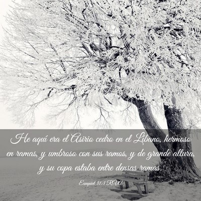 Picture 03 - Ezequiel 31:3 RVA - He aquí era el Asirio cedro en el Líbano, - Bible Verse Picture