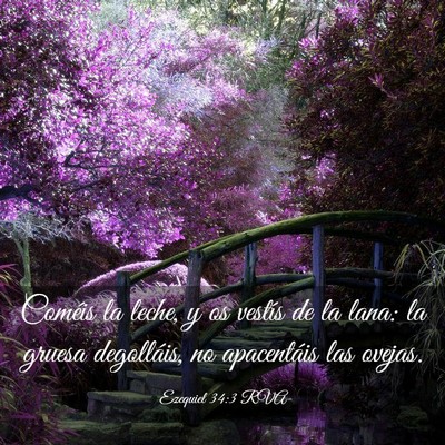 Picture 03 - Ezequiel 34:3 RVA - Coméis la leche, y os vestís de la lana: la - Bible Verse Picture