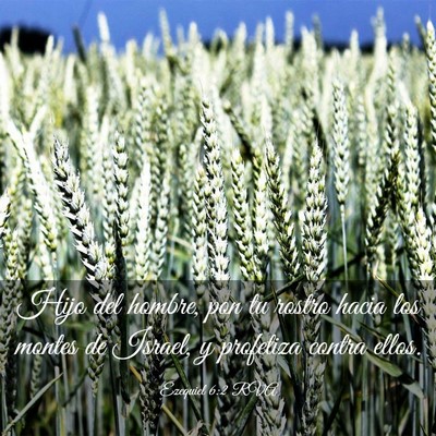 Picture 03 - Ezequiel 6:2 RVA - Hijo del hombre, pon tu rostro hacia los montes - Bible Verse Picture