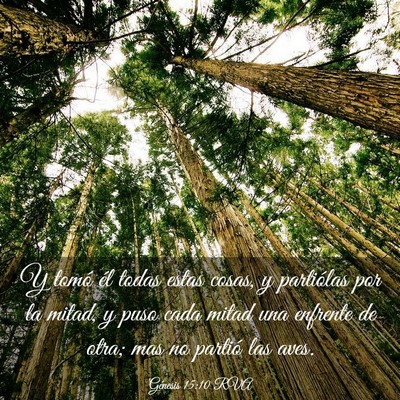 Picture 03 - Génesis 15:10 RVA - Y tomó él todas estas cosas, y partiólas por - Bible Verse Picture