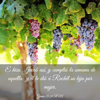Picture 03 - Génesis 29:28 RVA - E hizo Jacob así, y cumplió la semana de - Bible Verse Picture