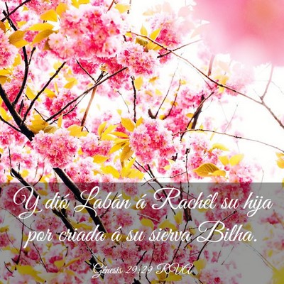 Picture 03 - Génesis 29:29 RVA - Y dió Labán á Rachêl su hija por criada á su - Bible Verse Picture