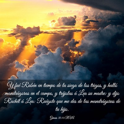 Picture 03 - Génesis 30:14 RVA - Y fué Rubén en tiempo de la siega de los - Bible Verse Picture