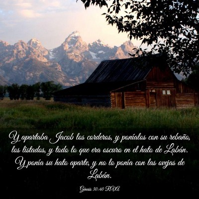 Picture 03 - Génesis 30:40 RVA - Y apartaba Jacob los corderos, y poníalos con su - Bible Verse Picture