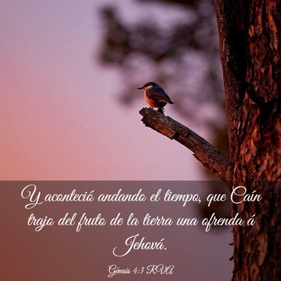 Picture 03 - Génesis 4:3 RVA - Y aconteció andando el tiempo, que Caín trajo - Bible Verse Picture