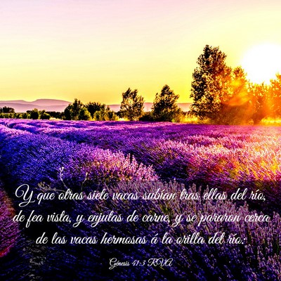 Picture 03 - Génesis 41:3 RVA - Y que otras siete vacas subían tras ellas del - Bible Verse Picture