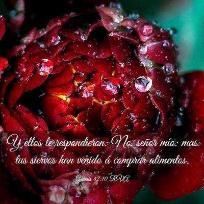 Picture 03 - Génesis 42:10 RVA - Y ellos le respondieron: No, señor mío: mas tus - Bible Verse Picture