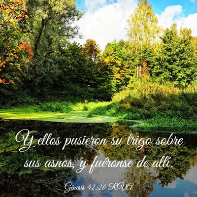 Picture 03 - Génesis 42:26 RVA - Y ellos pusieron su trigo sobre sus asnos, y - Bible Verse Picture