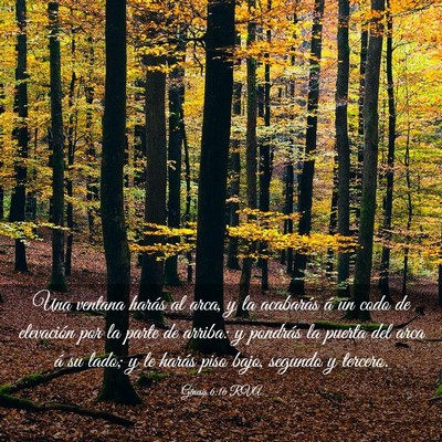 Picture 03 - Génesis 6:16 RVA - Una ventana harás al arca, y la acabarás á un - Bible Verse Picture