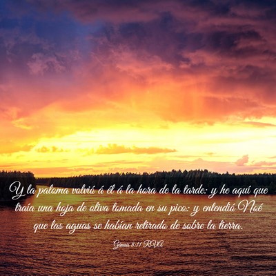 Picture 03 - Génesis 8:11 RVA - Y la paloma volvió á él á la hora de la - Bible Verse Picture