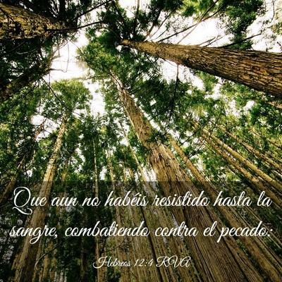 Picture 03 - Hebreos 12:4 RVA - Que aun no habéis resistido hasta la sangre, - Bible Verse Picture