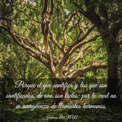 Picture 03 - Hebreos 2:11 RVA - Porque el que santifica y los que son - Bible Verse Picture