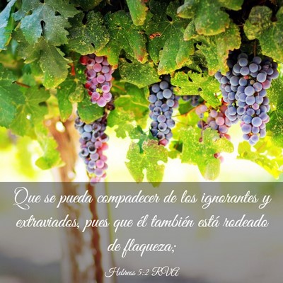 Picture 03 - Hebreos 5:2 RVA - Que se pueda compadecer de los ignorantes y - Bible Verse Picture