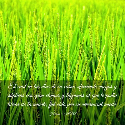 Picture 03 - Hebreos 5:7 RVA - El cual en los días de su carne, ofreciendo - Bible Verse Picture