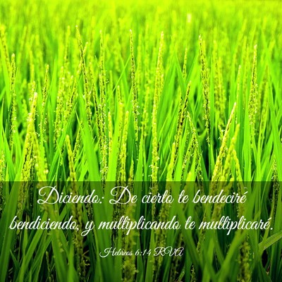 Picture 03 - Hebreos 6:14 RVA - Diciendo: De cierto te bendeciré bendiciendo, y - Bible Verse Picture