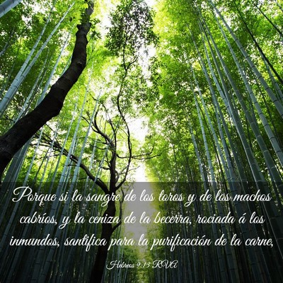 Picture 03 - Hebreos 9:13 RVA - Porque si la sangre de los toros y de los machos - Bible Verse Picture