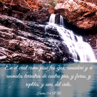 Picture 03 - Hechos 11:6 RVA - En el cual como puse los ojos, consideré y vi - Bible Verse Picture