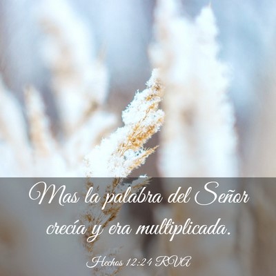 Picture 03 - Hechos 12:24 RVA - Mas la palabra del Señor crecía y era - Bible Verse Picture