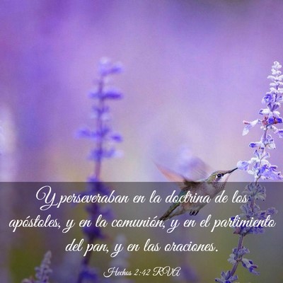 Picture 03 - Hechos 2:42 RVA - Y perseveraban en la doctrina de los apóstoles, - Bible Verse Picture