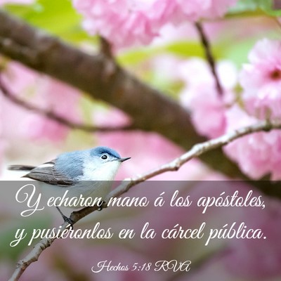 Picture 03 - Hechos 5:18 RVA - Y echaron mano á los apóstoles, y pusiéronlos - Bible Verse Picture