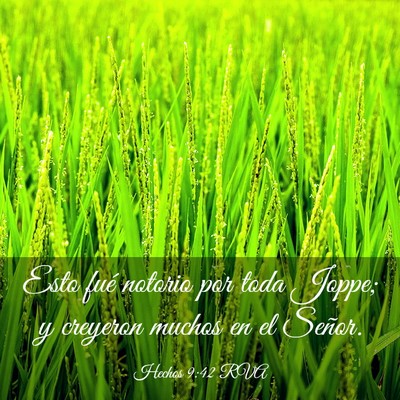 Picture 03 - Hechos 9:42 RVA - Esto fué notorio por toda Joppe; y creyeron - Bible Verse Picture