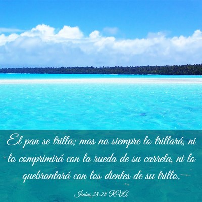 Picture 03 - Isaías 28:28 RVA - El pan se trilla; mas no siempre lo trillará, ni - Bible Verse Picture