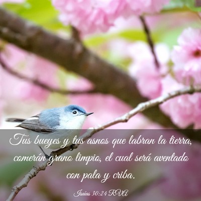 Picture 03 - Isaías 30:24 RVA - Tus bueyes y tus asnos que labran la tierra, - Bible Verse Picture