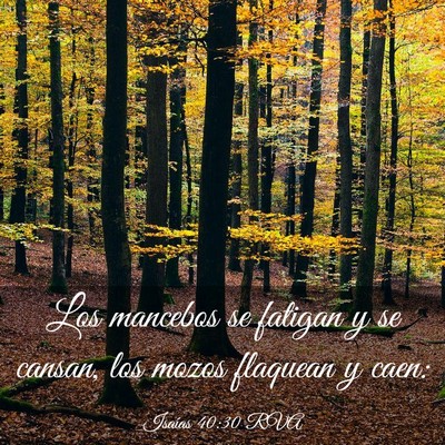 Picture 03 - Isaías 40:30 RVA - Los mancebos se fatigan y se cansan, los mozos - Bible Verse Picture