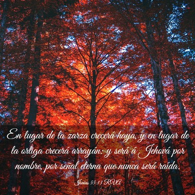 Picture 03 - Isaías 55:13 RVA - En lugar de la zarza crecerá haya, y en lugar de - Bible Verse Picture