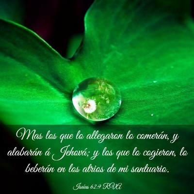 Picture 03 - Isaías 62:9 RVA - Mas los que lo allegaron lo comerán, y alabarán - Bible Verse Picture