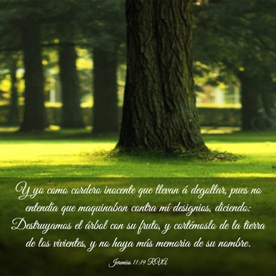 Picture 03 - Jeremías 11:19 RVA - Y yo como cordero inocente que llevan á - Bible Verse Picture