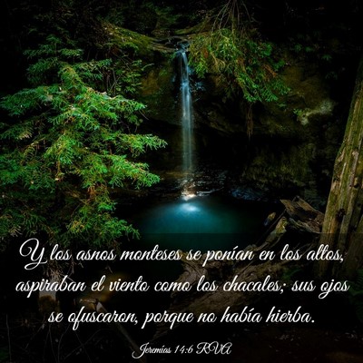 Picture 03 - Jeremías 14:6 RVA - Y los asnos monteses se ponían en los altos, - Bible Verse Picture