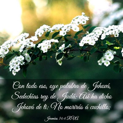 Picture 03 - Jeremías 34:4 RVA - Con todo eso, oye palabra de Jehová, Sedechîas - Bible Verse Picture