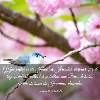 Picture 03 - Jeremías 36:27 RVA - Y fué palabra de Jehová á Jeremías, después - Bible Verse Picture