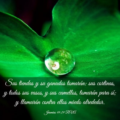 Picture 03 - Jeremías 49:29 RVA - Sus tiendas y su ganados tomarán: sus cortinas, - Bible Verse Picture