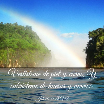 Picture 03 - Job 10:11 RVA - Vestísteme de piel y carne, Y cubrísteme de - Bible Verse Picture