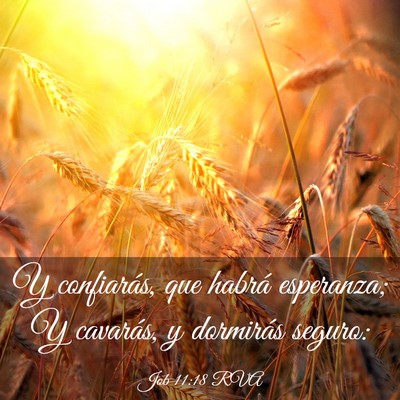 Picture 03 - Job 11:18 RVA - Y confiarás, que habrá esperanza; Y cavarás, y - Bible Verse Picture