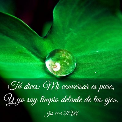 Picture 03 - Job 11:4 RVA - Tú dices: Mi conversar es puro, Y yo soy limpio - Bible Verse Picture