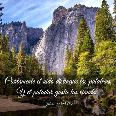 Picture 03 - Job 12:11 RVA - Ciertamente el oído distingue las palabras, Y el - Bible Verse Picture