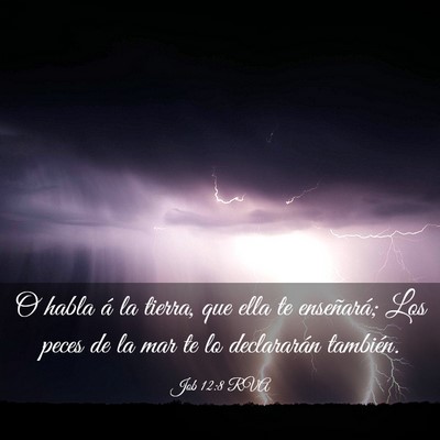 Picture 03 - Job 12:8 RVA - O habla á la tierra, que ella te enseñará; Los - Bible Verse Picture