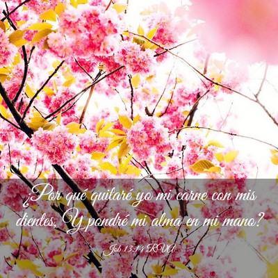 Picture 03 - Job 13:14 RVA - ¿Por qué quitaré yo mi carne con mis dientes, - Bible Verse Picture