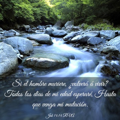 Picture 03 - Job 14:14 RVA - Si el hombre muriere, ¿volverá á vivir? Todos - Bible Verse Picture